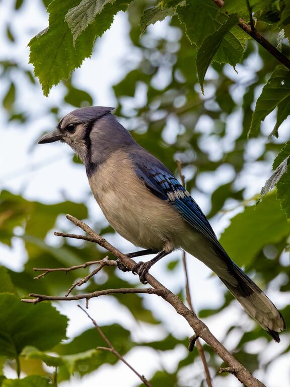 Yeni Başlayanlar İçin Bahçe Kuş Gözlemi İpuçları